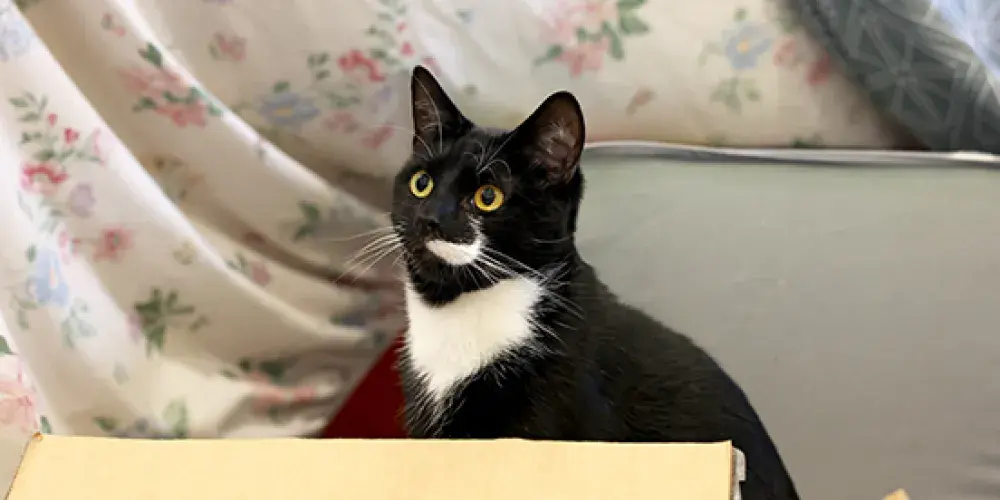 A black and white cat comfortably sitting inside a cardboard box, looking curiously at the camera