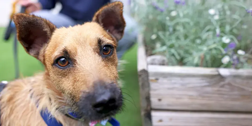 A dog sits attentively, looking straight at the camera with bright eyes, capturing a moment of connection
