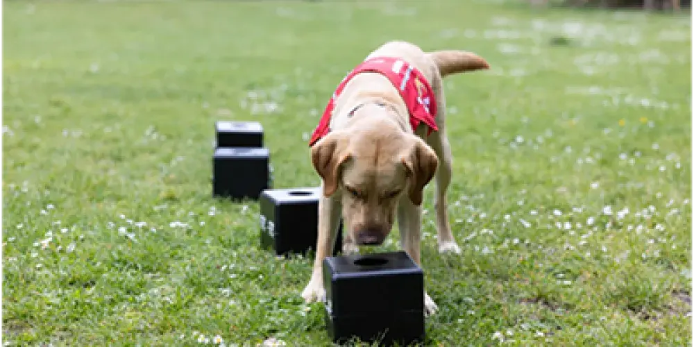 Dog looking at a black box.