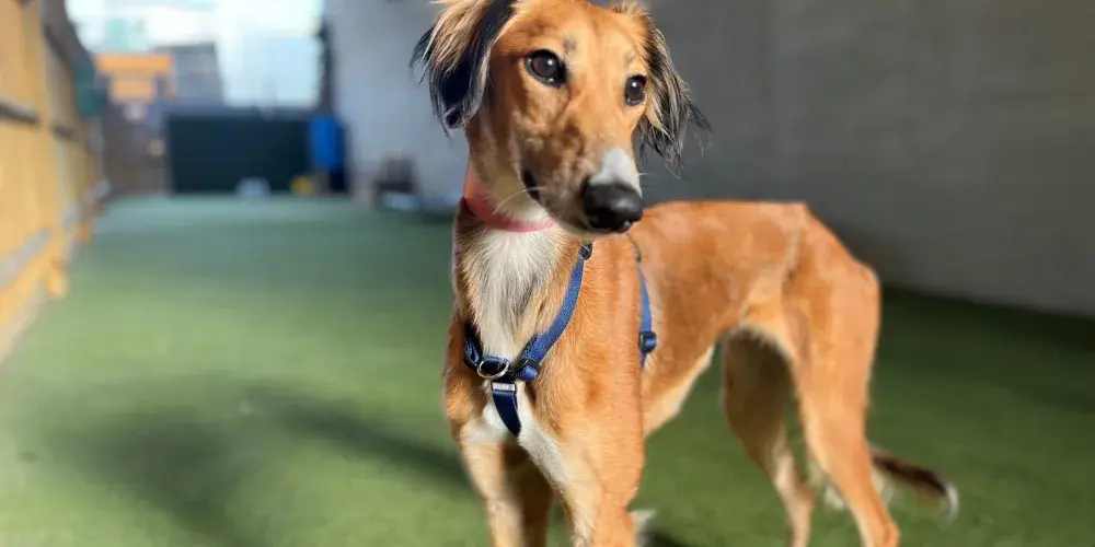 Saluki dog in a paddock looking away from camera