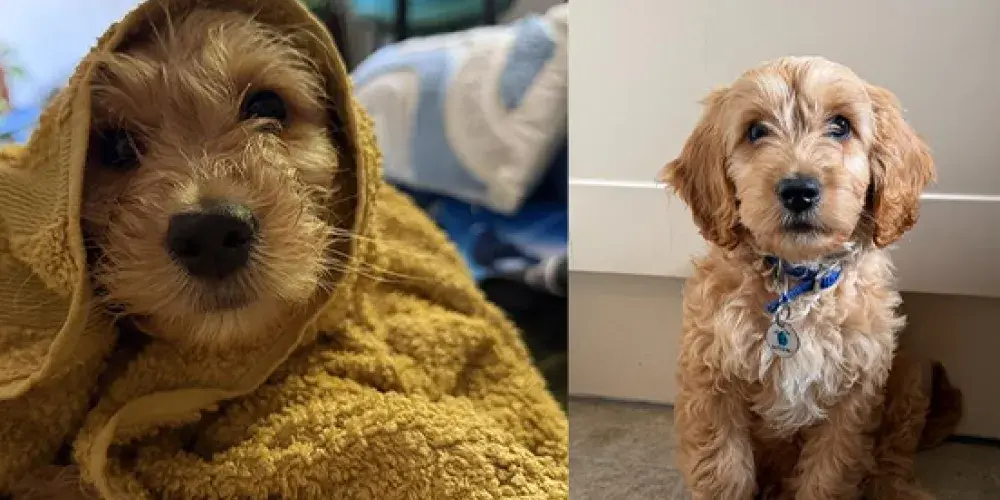 Two dogs sitting looking at the camera