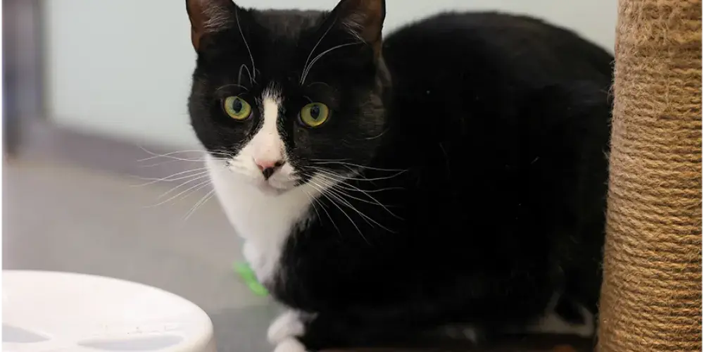 Black and white cat zoomed in. 