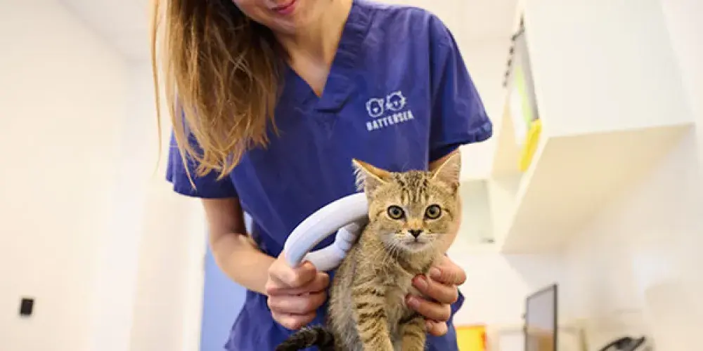 Battersea staff member scanning the cat microchip in a Clinic room