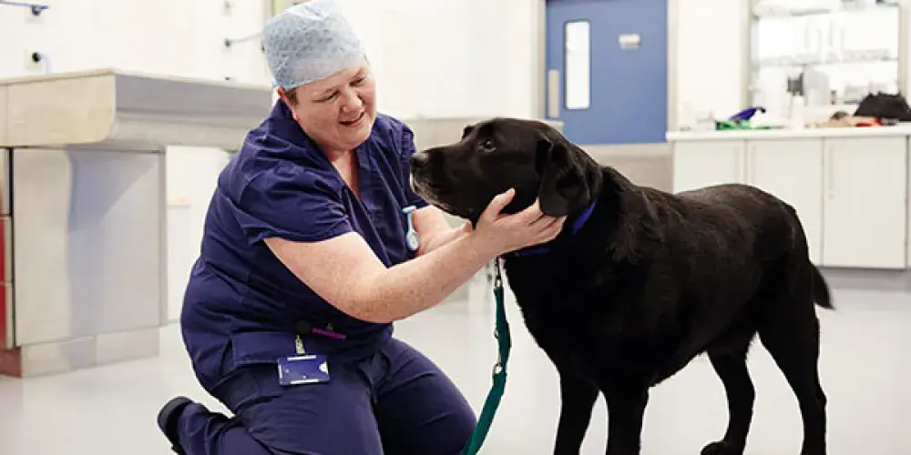 Battersea staff member seating on the floor and holding a large black dog during the health assessment