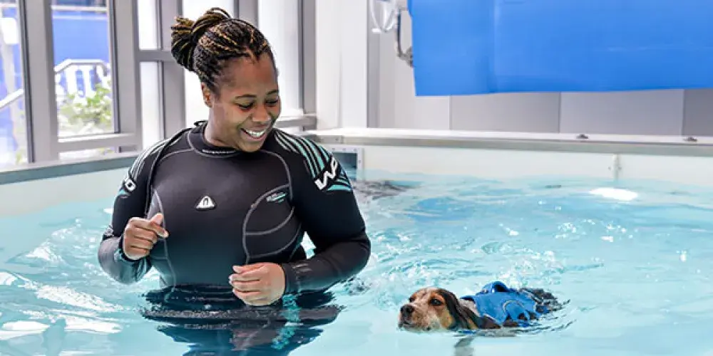 Battersea staff member wearing a hydrotherapy costume in the hydrotherapy pool with a Battersea dog swimming by their side