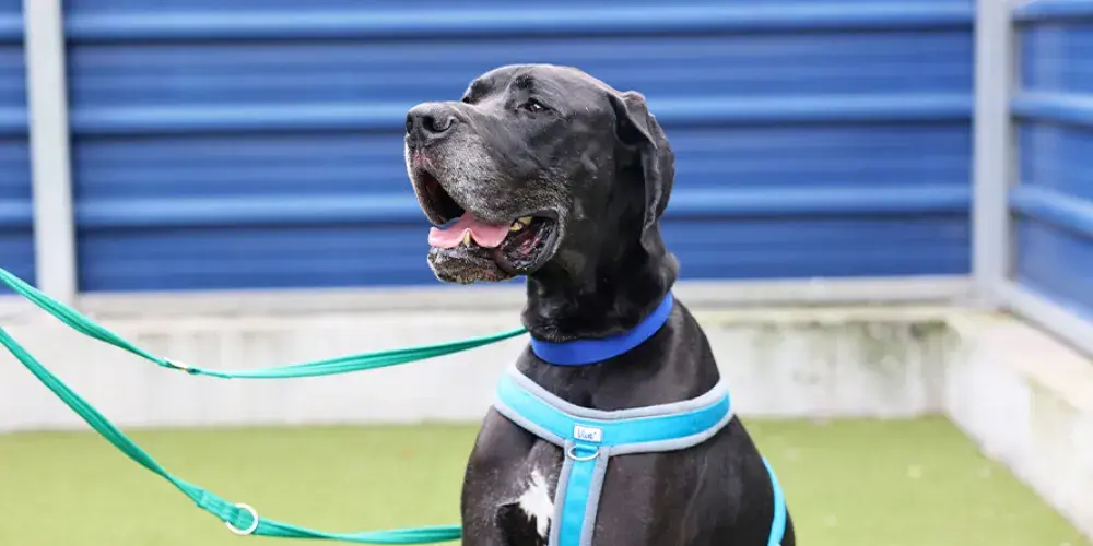 A Great Dane sitting and smiling