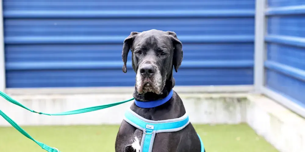 A black Great Dane sitting in the paddock