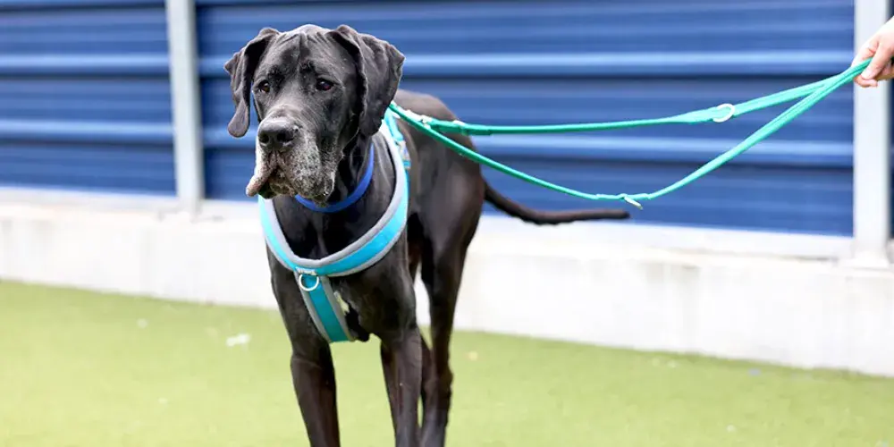 A black Great Dane walking on lead