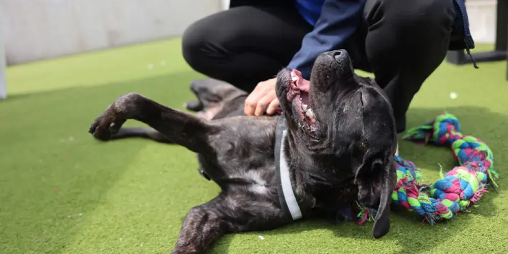 Big black dog laying on their back having tummy rubs