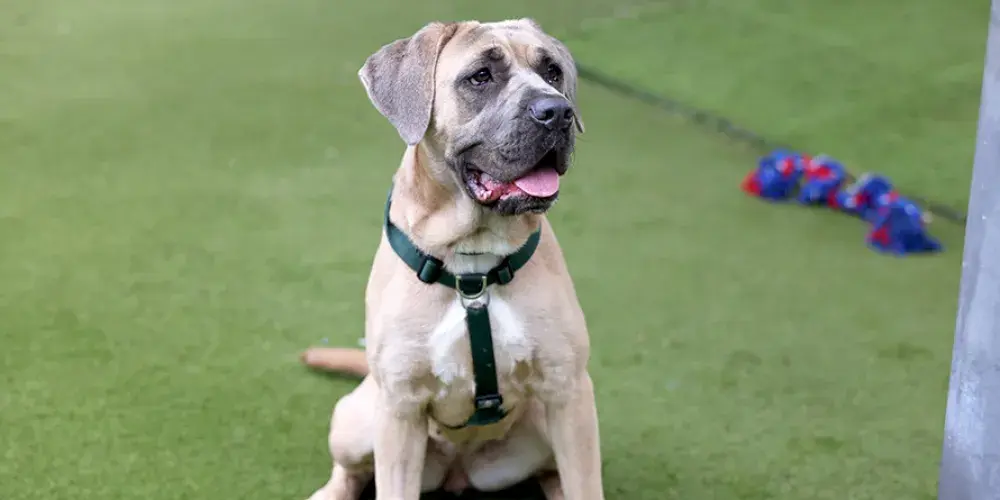 Mastiff sitting in the paddock