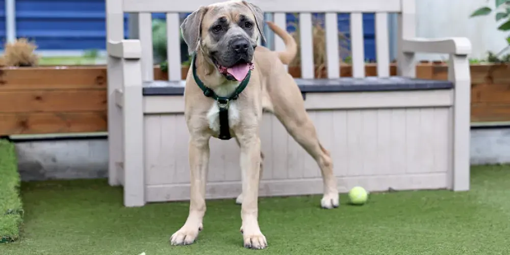 Mastiff standing in the paddock with tennis balls