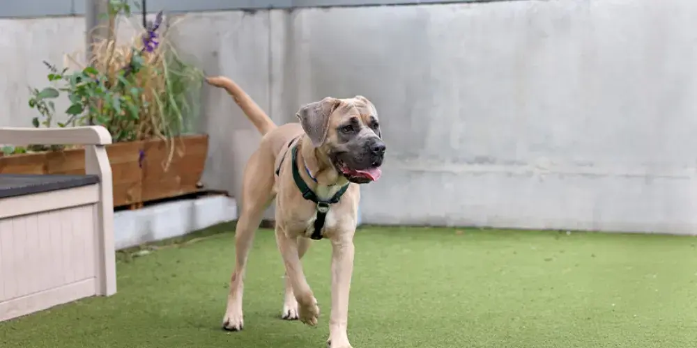 Mastiff walking in the paddock