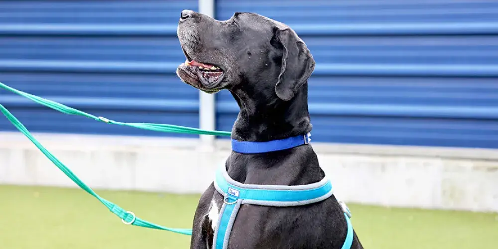 Side profile of a black Great Dane