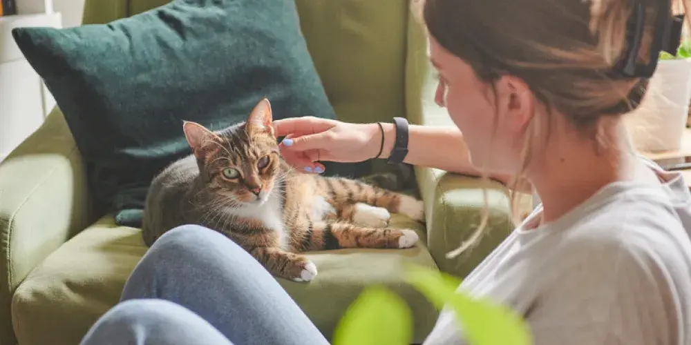 Cat being stroked whilst laying on the sofa