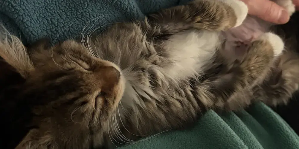 Francois having a sleepy cuddle