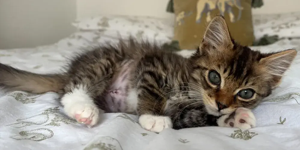 Francois laying down on a soft bed
