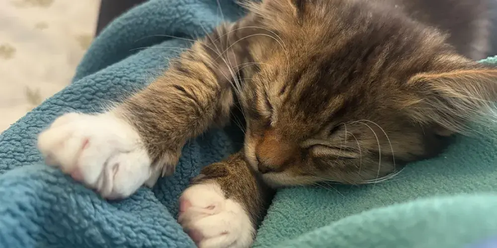Francois sleeping on a lap