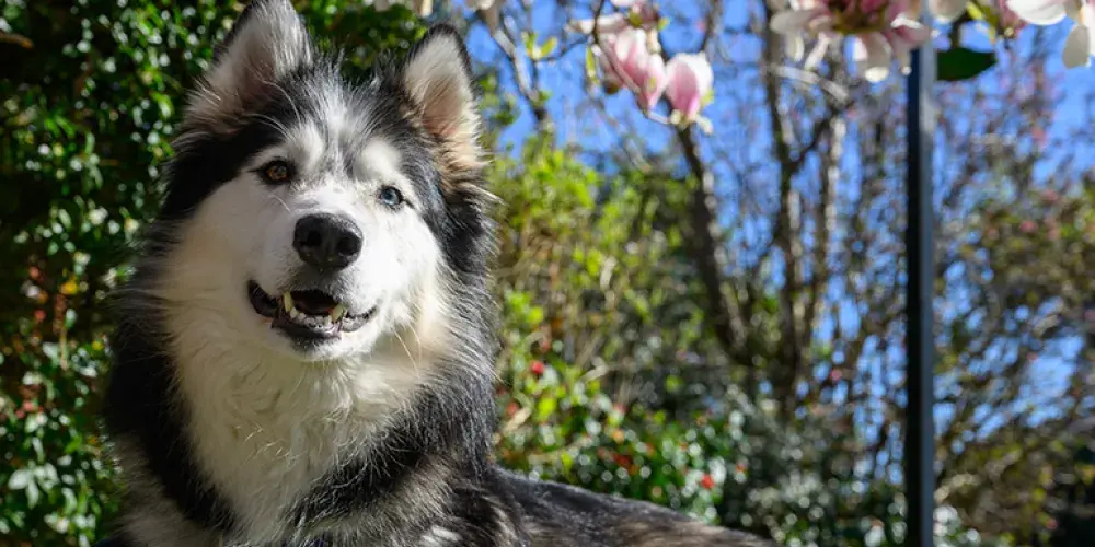 Husky standing in a garden 