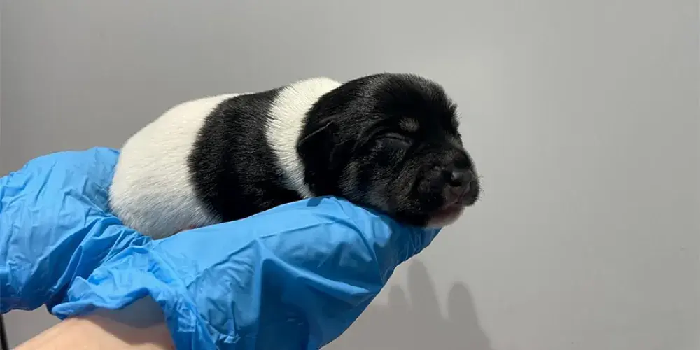Newborn Potato being held
