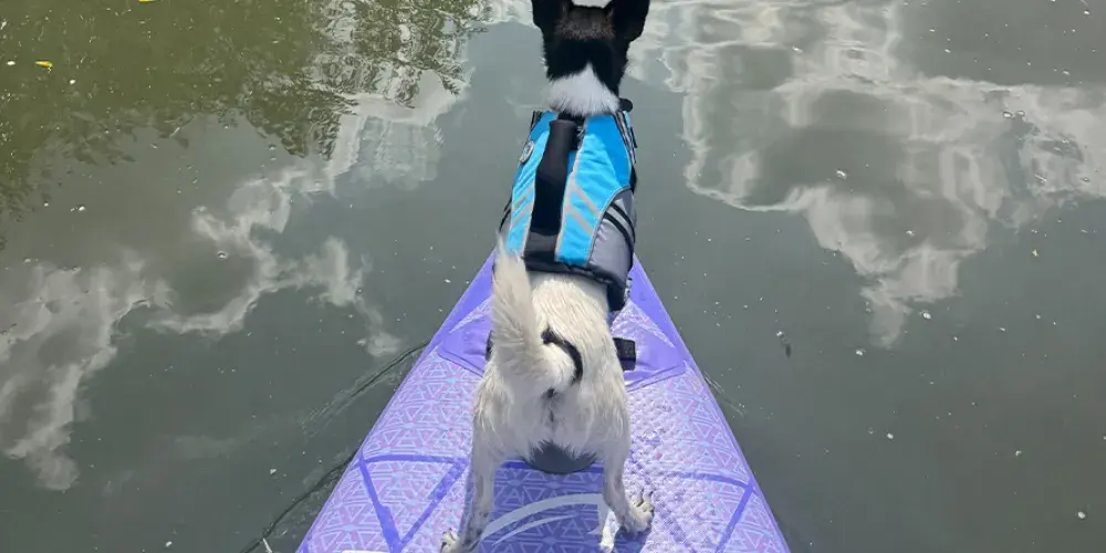 Paddleboarding Potato
