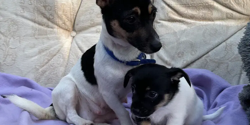 Potato and Parsnip