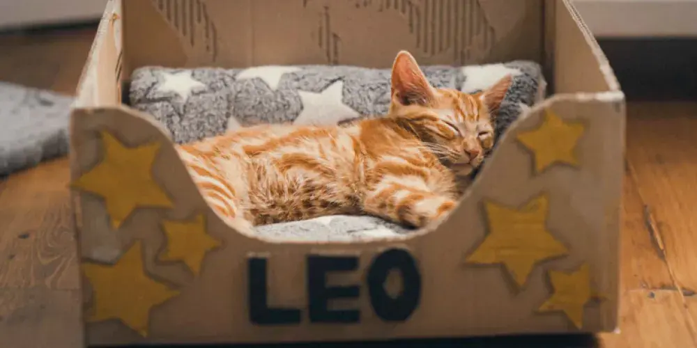 Leo the cat relaxing in his bed made from a cardboard box.