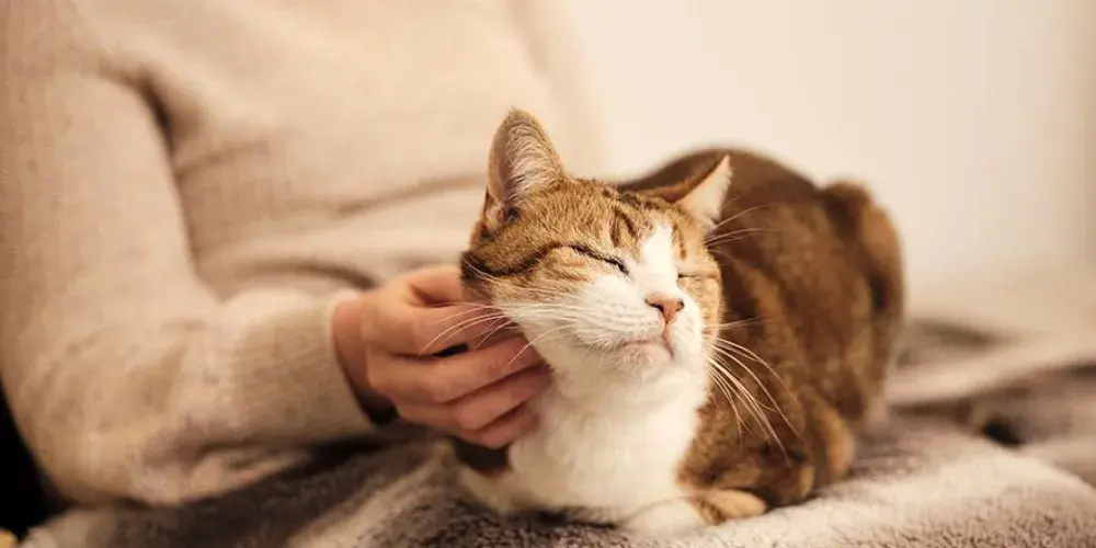 Cats and fireworks