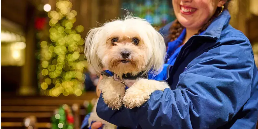 A woman holding a white dog