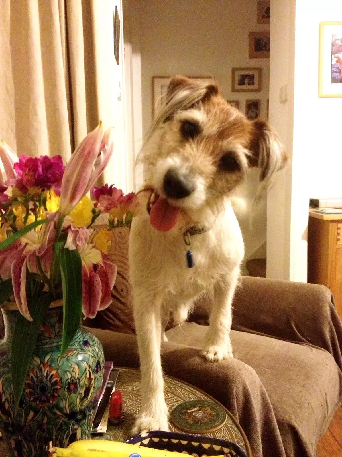 Pet Memorials