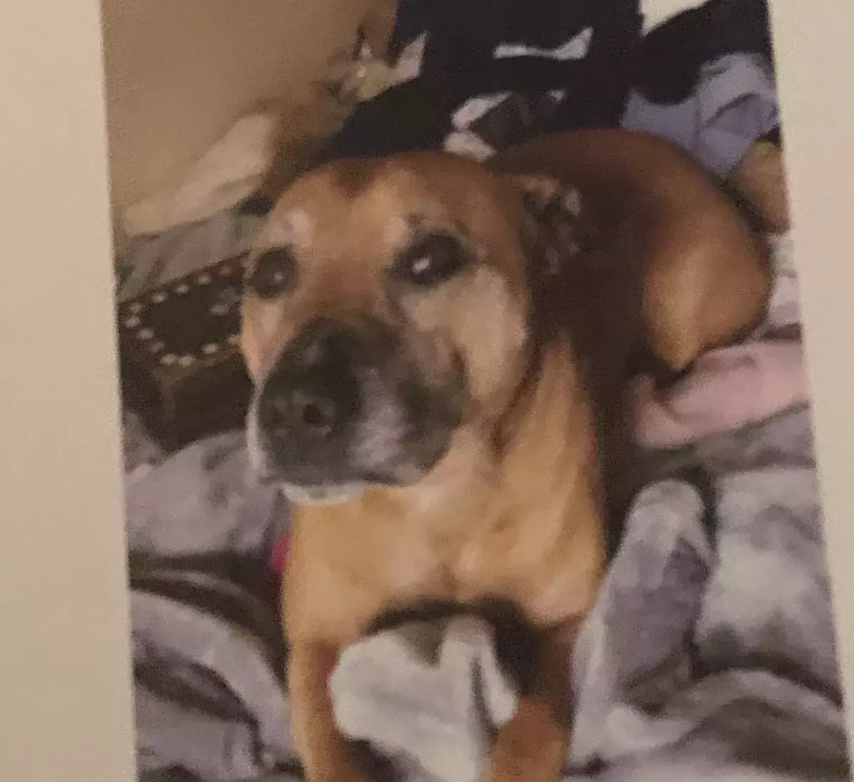 Pet Memorials