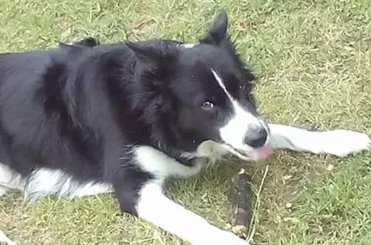 Pet Memorials