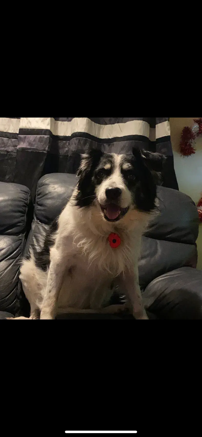 Pet Memorials
