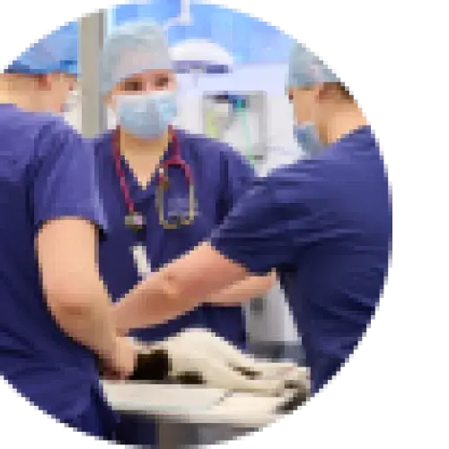 Three vets performing surgery on a cat