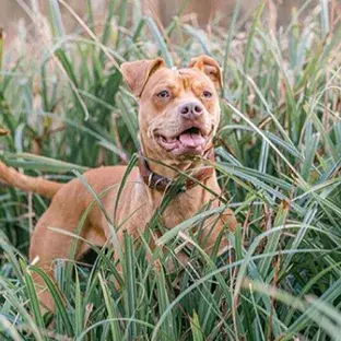Plants that are poisonous to dogs