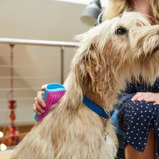 The cost of owning a dog