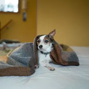 Help my dog through fireworks