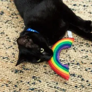 Is my cat happy?