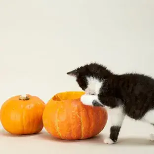 Keeping Your Cat Safe at Halloween