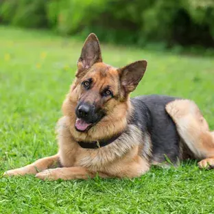German Shepherd laying on grass