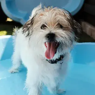 How to keep dogs cool in hot weather