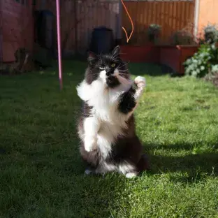 Cat outside playing in the shade