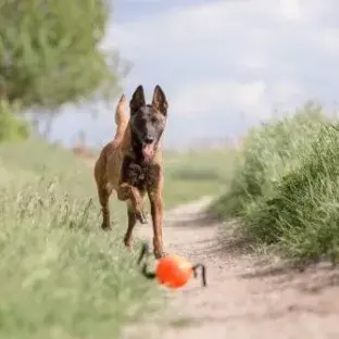 Belgian Malinois Breed Guide
