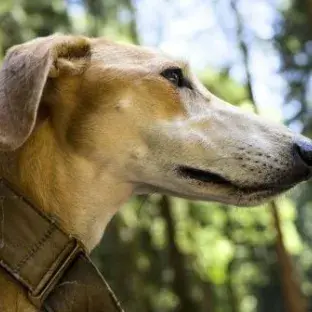 Lurcher Breed Guide