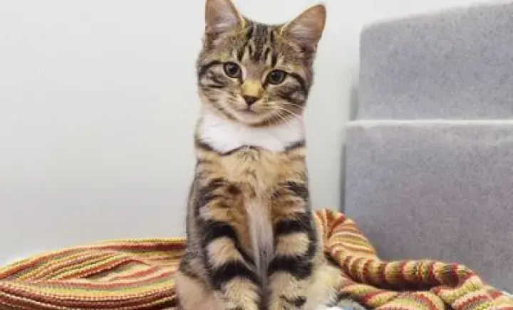 Come and Visit Battersea