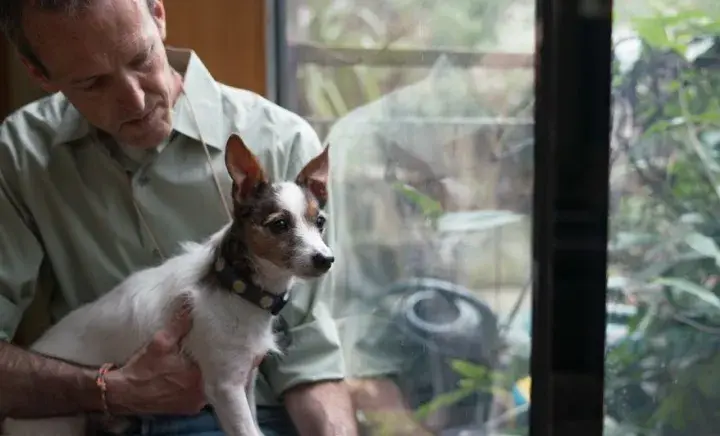 Online dog training classes