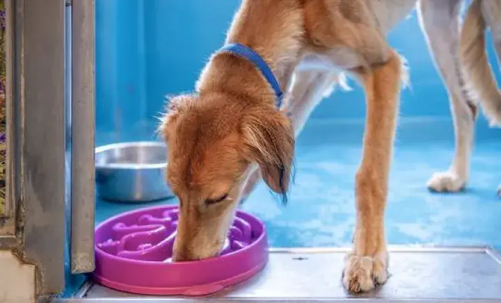 How to feed your dog on a budget