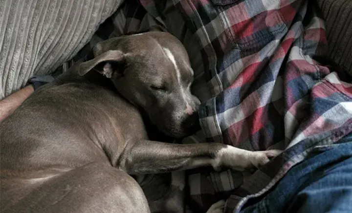 Dog rehoming FAQs 