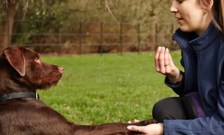 Animal Partnerships