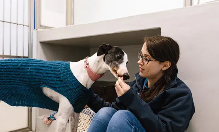 Gifts for our animals 