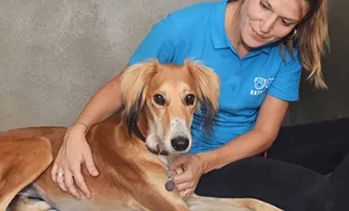 Sponsor a dog kennel